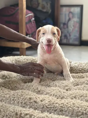 1-3 months Female Purebred American Bully