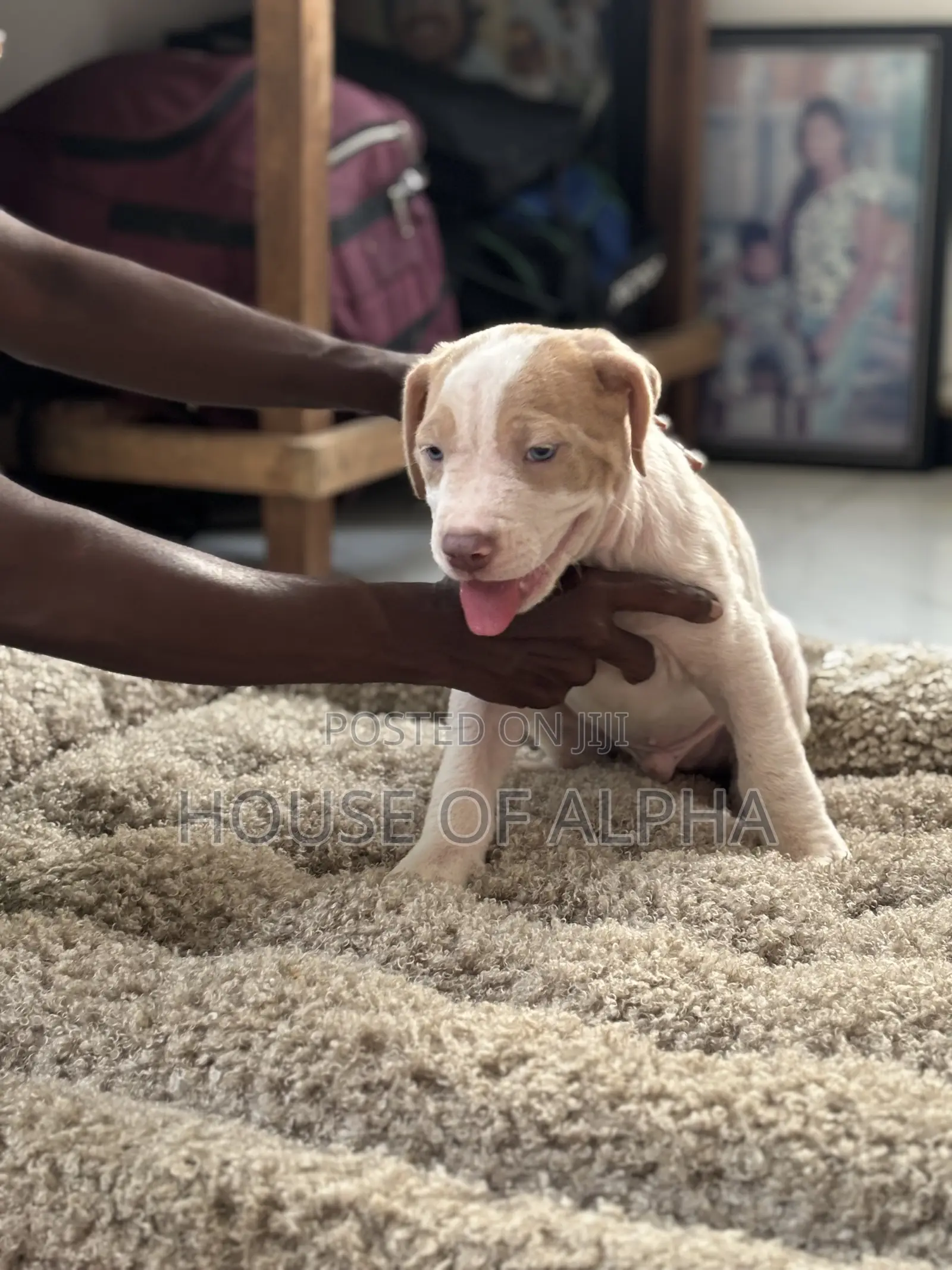 1-3 months Female Purebred American Bully