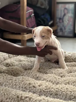 1-3 months Female Purebred American Bully