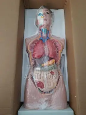 HUMAN TORSO
