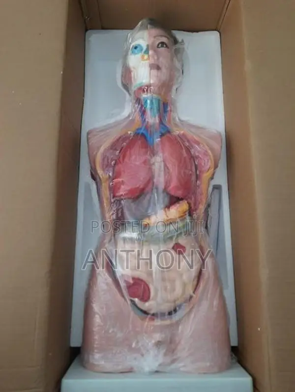 HUMAN TORSO