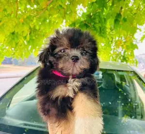 Shih Tzu Puppy