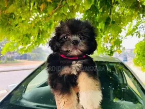 Shih Tzu Puppy