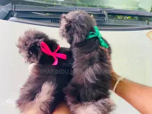 Shih Tzu Puppy