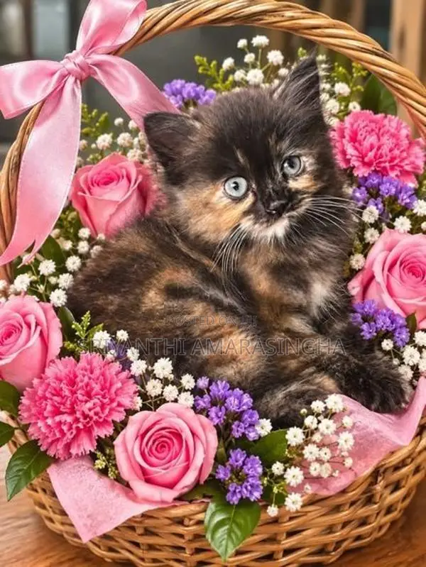 පර්සියන් බළලුන්