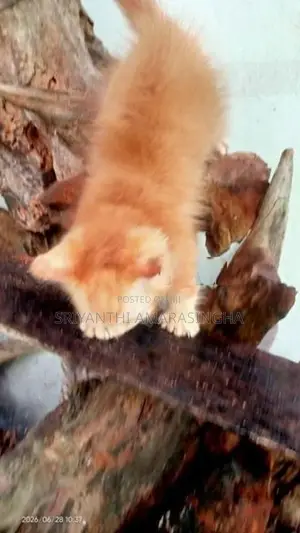 පර්සියන් බළලුන්