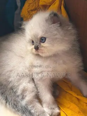 Persian Cat
