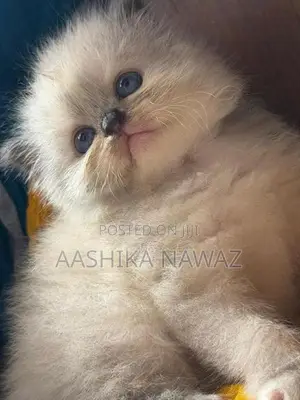 Persian Cat