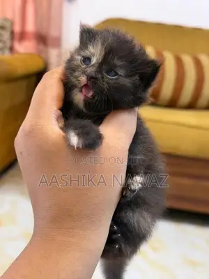 Persian Cat