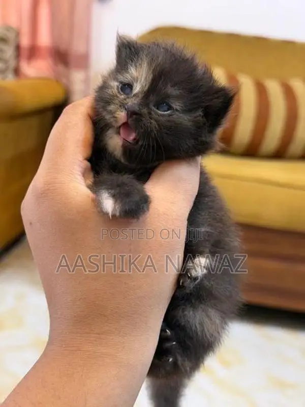 Persian Cat
