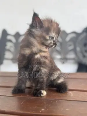 Persian Cat