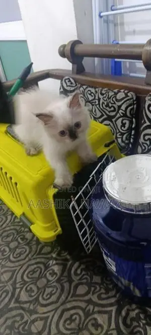 Persian Cat