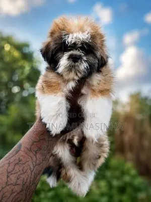 Shih Tzu Puppy