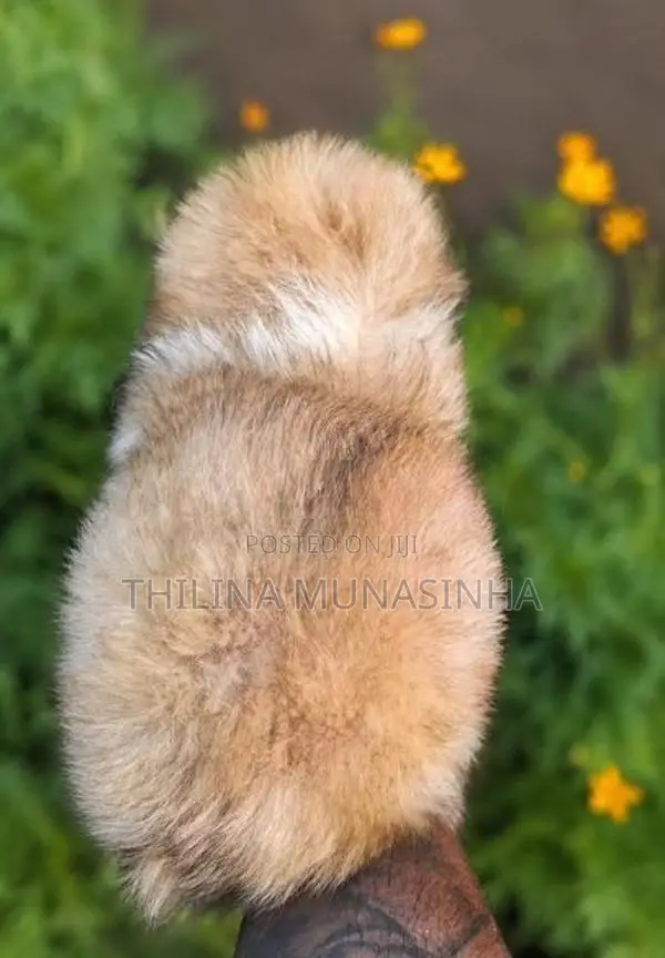 Shih Tzu Puppy