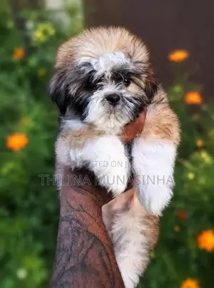 Shih Tzu Puppy