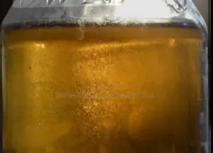 Vinegar Eel