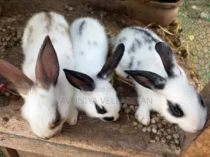 English Spot Rabbit(3)