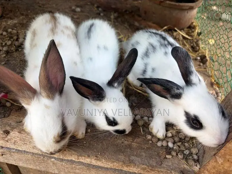 English Spot Rabbit(3)