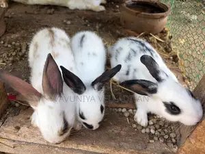 English Spot Rabbit(3)