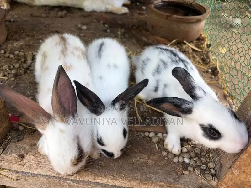 English Spot Rabbit(3)