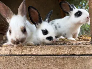 English Spot Rabbit(3)