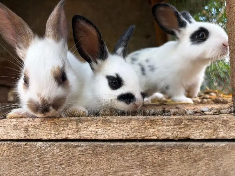 English Spot Rabbit(3)