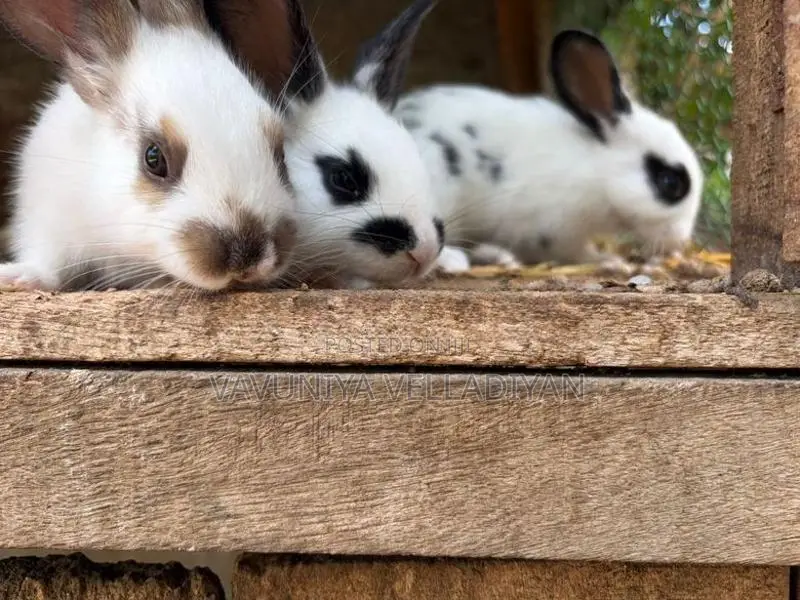 English Spot Rabbit(3)