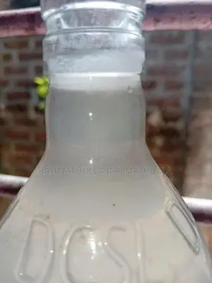Vinegar Eel Culture
