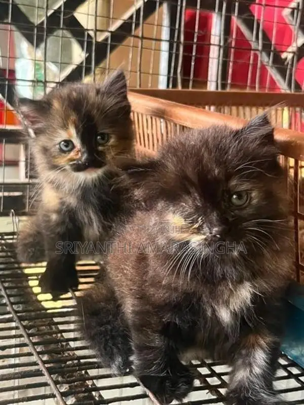 Persian Cats