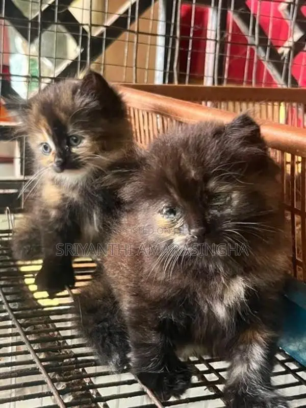 Persian Cats