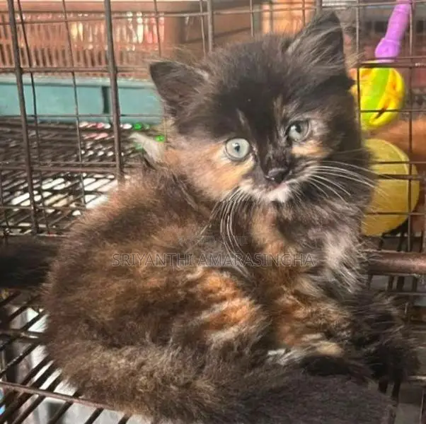Persian Cats