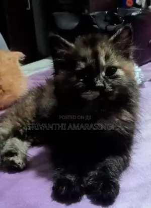 Persian Cats