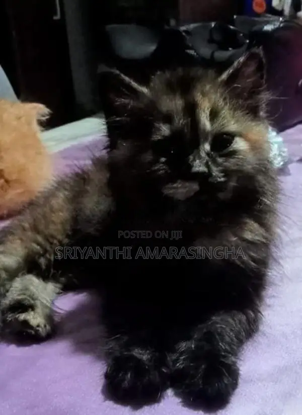 Persian Cats