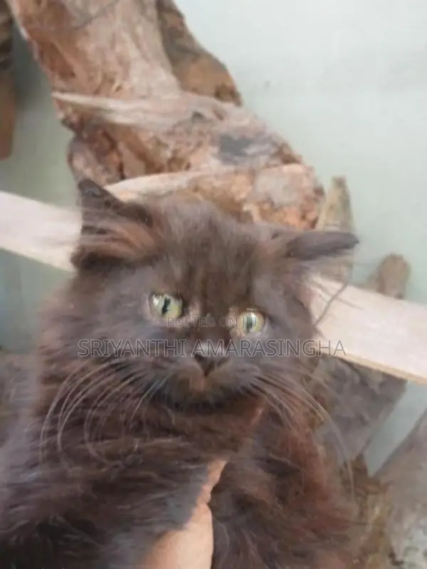 Persian cats