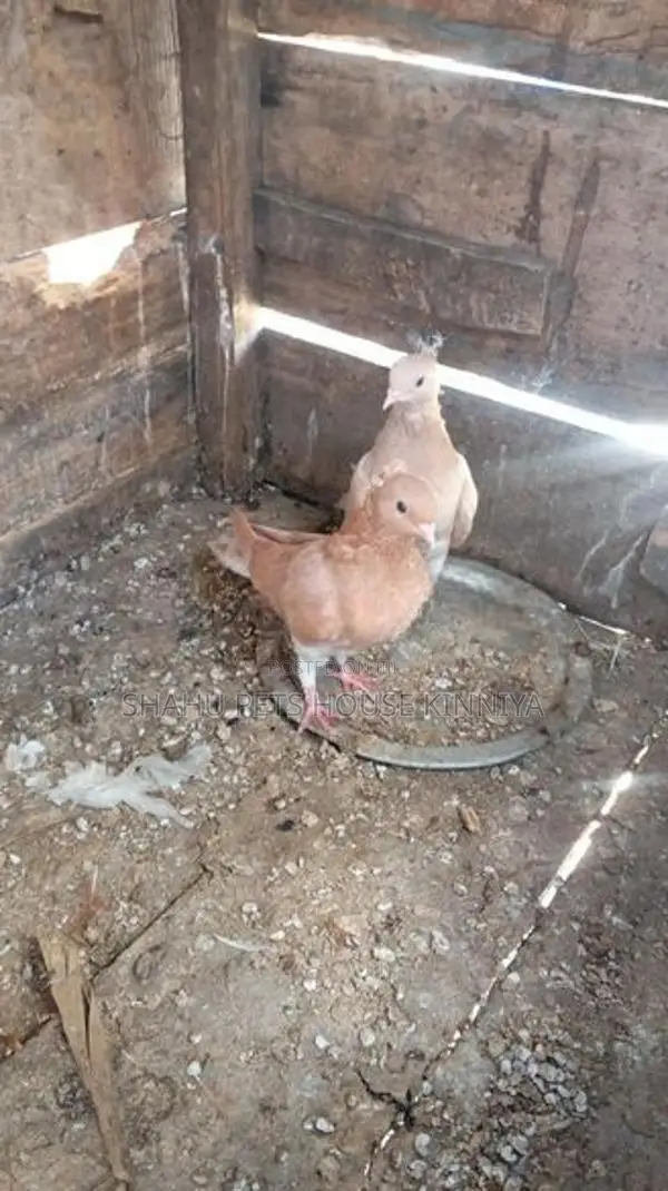 Quail