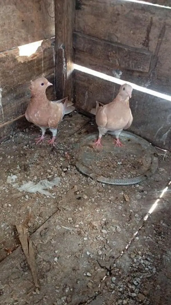 Quail