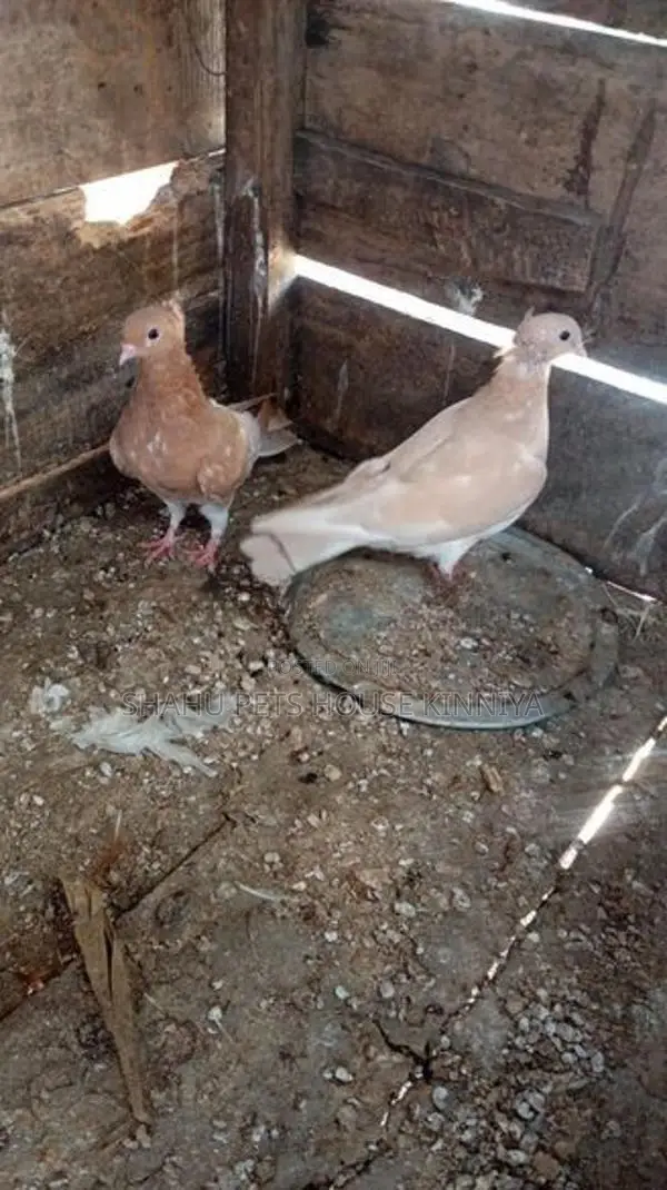 Quail