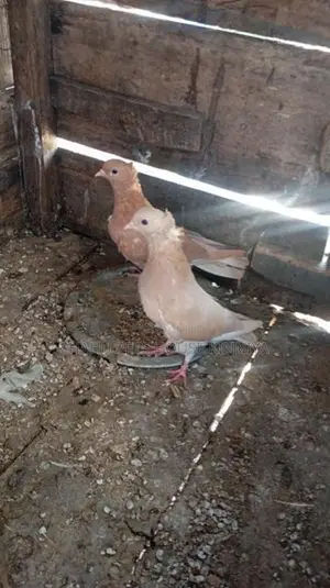 Quail