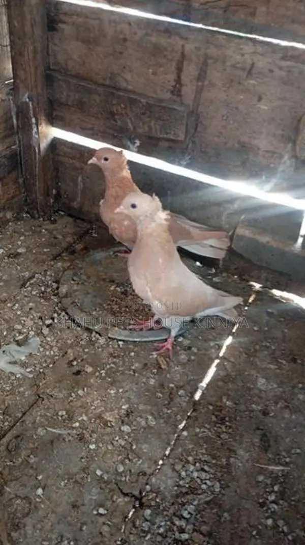 Quail