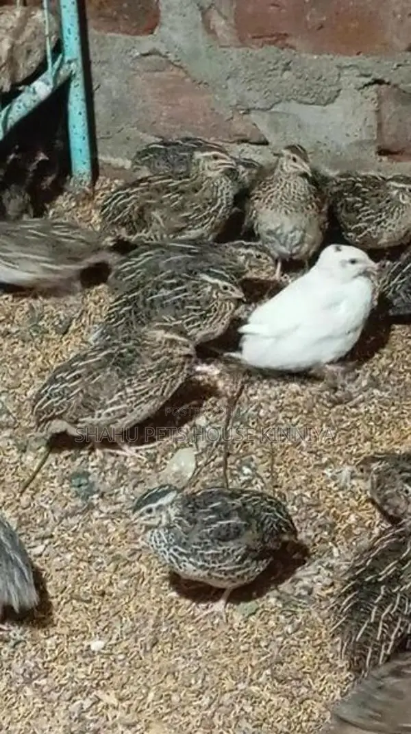 Quail