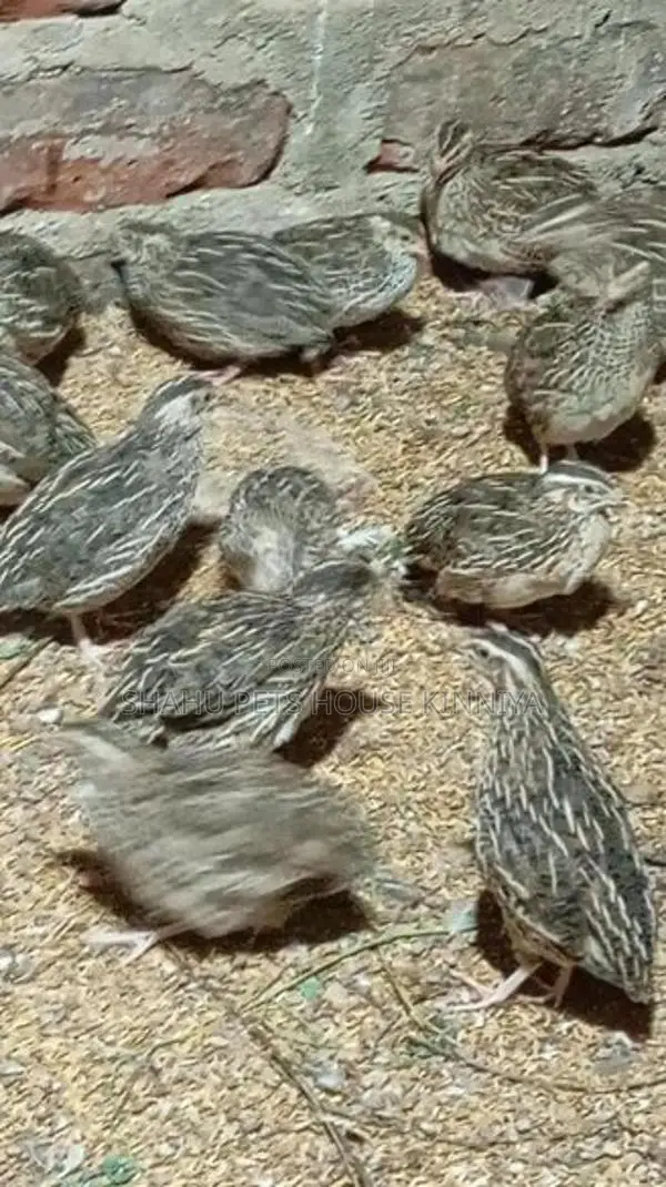Quail