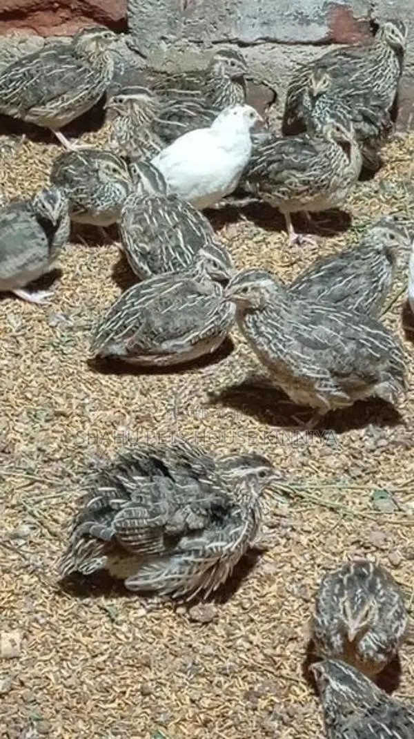 Quail
