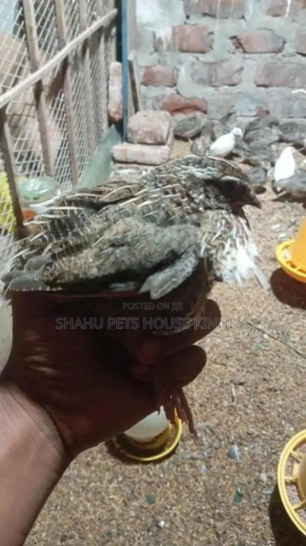 Quail