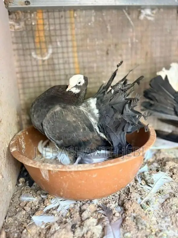 புறாக்கள்