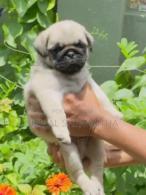 Pug Puppies