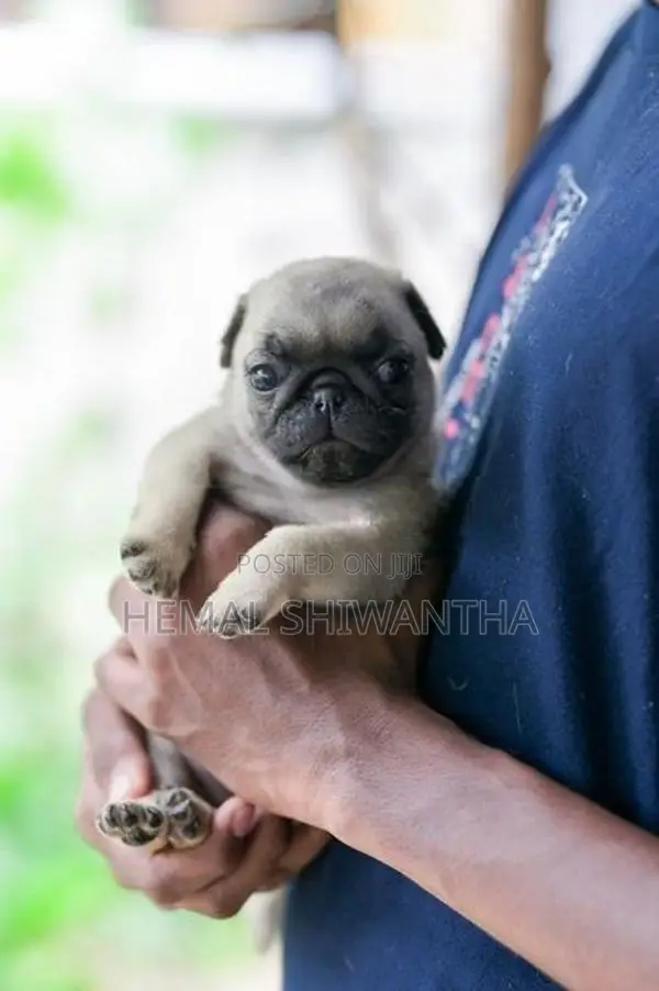 Pug Puppies