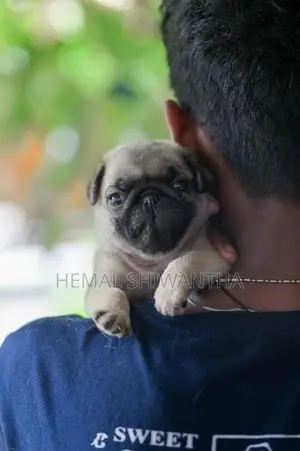 Pug Puppies