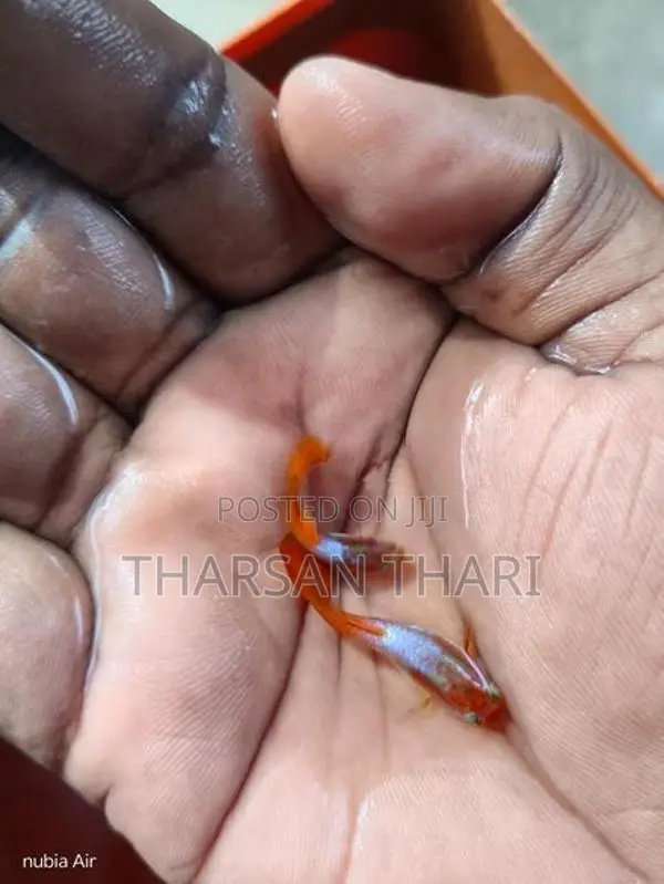 Guppy fish