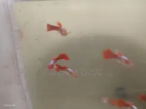 Guppy fish