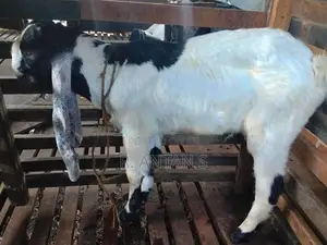 Jamnapari Goat